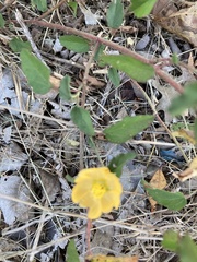 Malvastrum aurantiacum