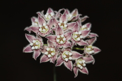 Funastrum heterophyllum