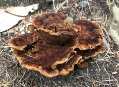 Phaeolus schweinitzii