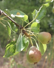 Pyrus communis pyraster