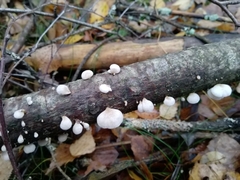 Panellus mitis