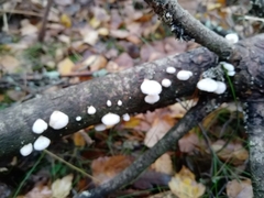 Panellus mitis