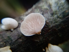 Panellus mitis