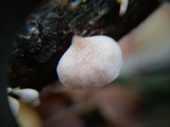 Panellus mitis