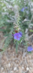 Echium vulgare