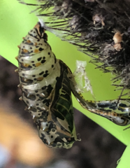 Euptoieta claudia
