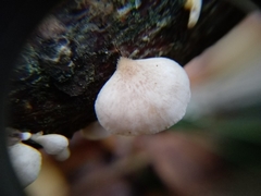 Panellus mitis
