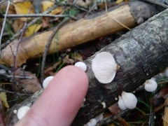 Panellus mitis