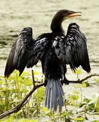 Microcarbo africanus