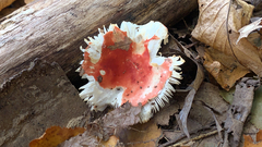 Russula cremoricolor