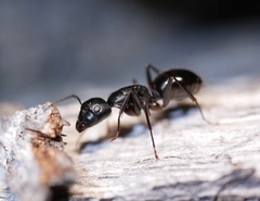 Camponotus laevigatus