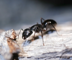 Camponotus laevigatus