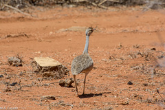 Eupodotis senegalensis