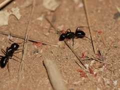 Camponotus laevigatus