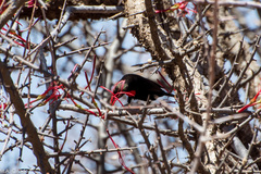 Chalcomitra senegalensis