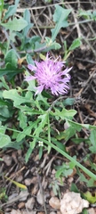Centaurea aspera