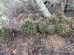 Hamatocactus setispinus