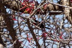 Chalcomitra senegalensis