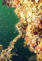 Hippocampus guttulatus