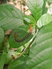 Scolopendra mutilans