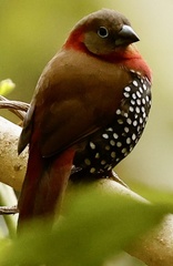 Hypargos niveoguttatus