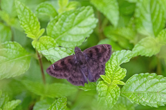 Nisoniades macarius