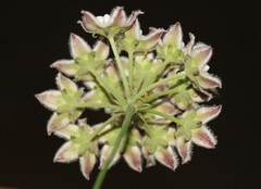 Funastrum heterophyllum