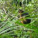 Western Red Colobus - Photo (c) Paul Seligman, some rights reserved (CC BY-NC-ND)