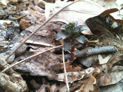 Obolaria virginica