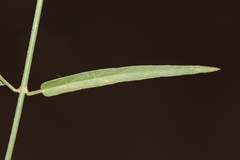 Funastrum heterophyllum