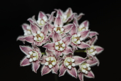 Funastrum heterophyllum