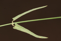 Funastrum heterophyllum