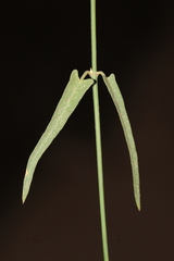 Funastrum heterophyllum
