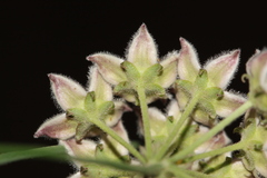 Funastrum heterophyllum