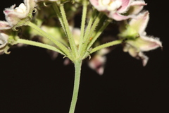 Funastrum heterophyllum