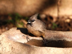 Colius striatus minor