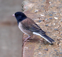 Junco hyemalis oreganus