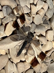 Brachythemis impartita