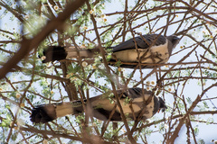 Corythaixoides leucogaster