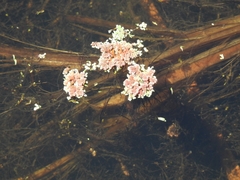 Azolla