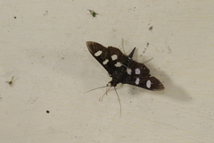 Desmia octomaculalis
