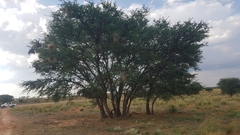 Vachellia erioloba