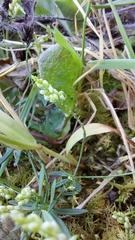 Polygala verticillata