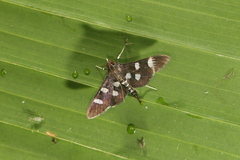 Desmia octomaculalis