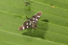 Desmia octomaculalis