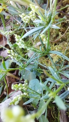 Polygala verticillata