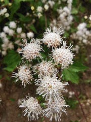 Ageratina glechonophylla