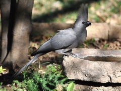 Corythaixoides concolor bechuanae