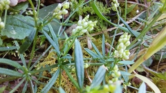 Polygala verticillata