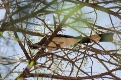 Corythaixoides leucogaster